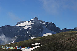 Foto: Hillehorn