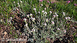 Photo: Katzenpfötchen