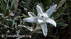 Photo: Edelweiss