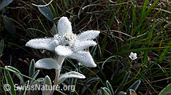 Photo: Edelweiss
