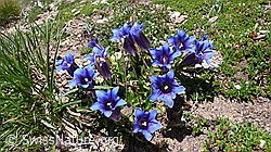 Photo: Clusius Enzian, Gruppe