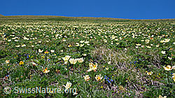 F059627: Bergwiese mit Schwefelanemonen