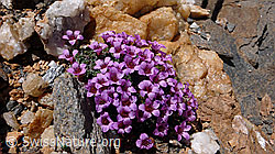 Foto: Blumenpolster Gegenblättriger Steinbrech