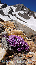 Foto: Steinbrech und Quarzband
