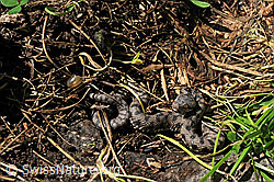Foto: Junge Aspisviper (Vipera aspis)