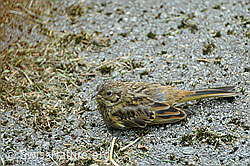 Foto: Junge Goldammer