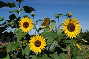 Photo: Einjährige Sonnenblumen