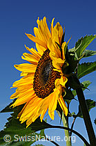 Photo: Sonnenblume