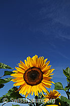 Photo: Sonnenblume und blauer Himmel