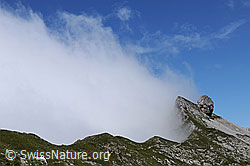 F060964: Türstenhäuptli