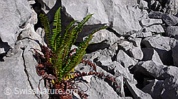 F060996: Farn in Karrenfeld