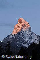 F061173: Morgenstimmung Matterhorn