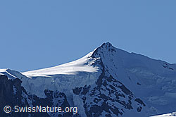 F061238: Portrait Nordend