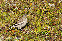 Foto: Schneesperling (Montifringilla nivalis)