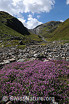 Photo: Flowers in Mountain Valley
