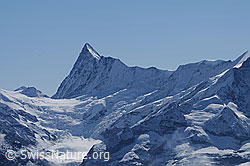 Foto: Finsteraarhorn und Agassizhorn
