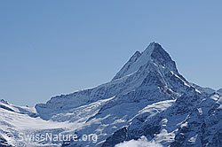 Foto: Lauteraarhorn und Schreckhorn