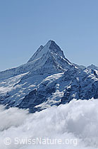 Foto: Portrait Schreckhorn