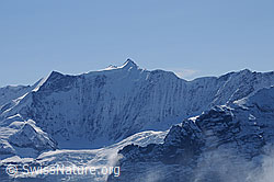Foto: Ochs, Hinter-Fiescherhorn, Gross Fiescherhorn und Walcherhorn