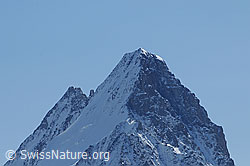 F061980: Portrait Lauteraarhorn und Schreckhorn