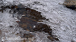 F062497: Eisdecke mit Eisgebilden