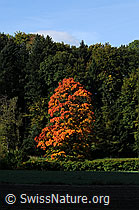 F062716: Ahorn in den Herbstfarben