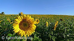 F062734: Sonnenblumenfeld