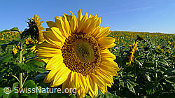 F062738: Sonnenblume und Sonnenblumenfeld