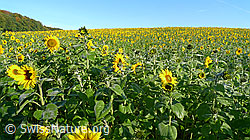 F062746: Sonnenblumenfeld während der Blütezeit