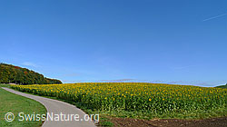F062748: Sonnenblumenfeld und Weg