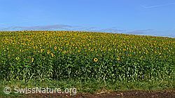 F062749: Blühendes Sonnenblumenfeld