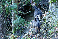 Photo: Gämsen