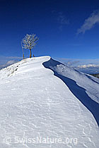 F063329: Baum und Schneeverwehung