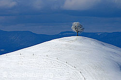 F063347: Hügel mit Zaun und Baum im Winter
