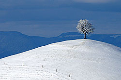 F063350: Hügel mit Schnee und Baum