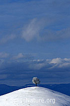 F063355: Winterbild: Linde auf Hügel