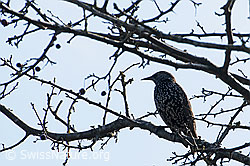 Foto: Star (Sturnus vulgaris)