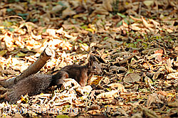 Foto: Eichhörnchen (Sciurus vulgaris)