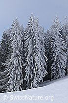 F064092: Tannen mit Raureif