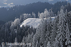 F064100: Winterwald mit Raureif