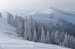 F064105: Märchenwald in Winterlandschaft