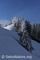 F064142: Winterlandschaft