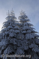 F064147: Märchenhafte Tannen