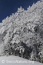 F064169: Märchenhafter Waldrand