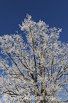 F064670: Raureifbildung an Eiche