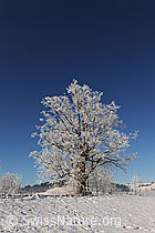 F064673: Baum mit Raureif