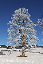 F064678: Einzelbaum mit Raureif