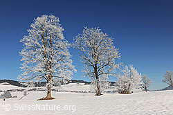 F064679: Bäume mit Raureif