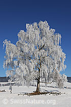 F064698: Mächtige Birke mit Raureif