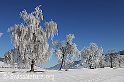 F064705: Baumreihe in Raureiflandschaft